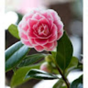 Meet your Posher, Kamla